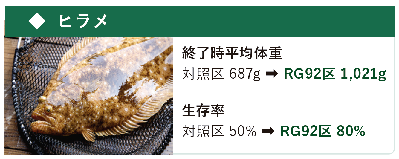 微細藻類RG29のヒラメの実証結果